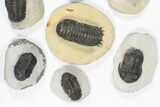 Lot: Assorted Devonian Trilobites - Pieces #80640-2